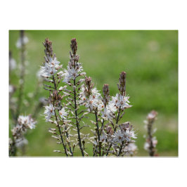 Pôster Flores selvagens em Paphos, Chipre