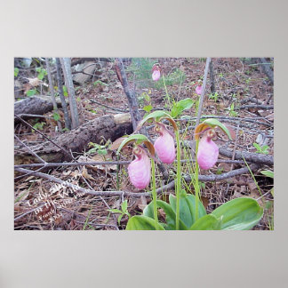 Pôster Flores Selvagens Lady Slippers
