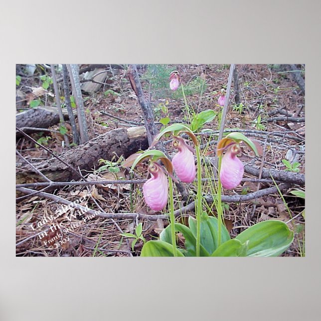 Pôster Flores Selvagens Lady Slippers (Frente)
