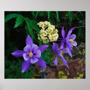 Poster Flores selvagens mutantes de Columbine