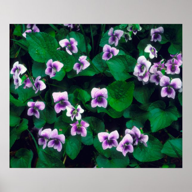Poster Flores selvagens na floresta (Frente)