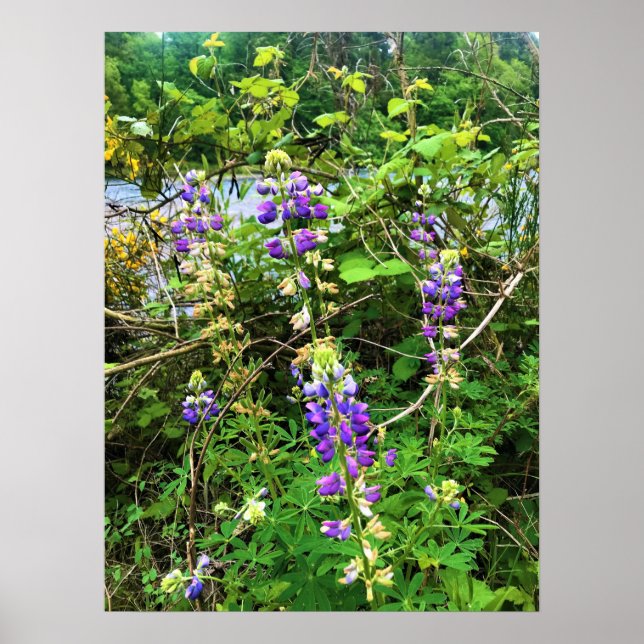 Poster Flores selvagens no Caminho, Oregon (Frente)