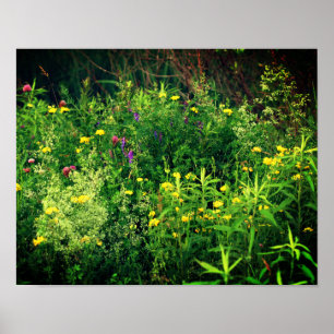 Poster Flores Selvagens No Campo Floral