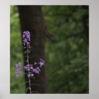 Flores selvagens roxas