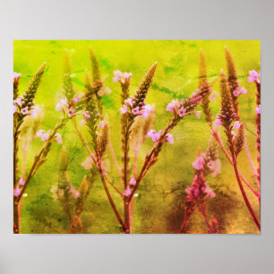 Poster Flores Selvagens Vervain Multiplicadas Arte Floral