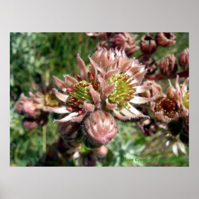 Poster Flores (Sempervivum) e pintinhos (Frente)