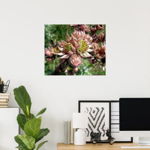 Poster Flores (Sempervivum) e pintinhos