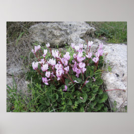 Poster Flores Silvestres