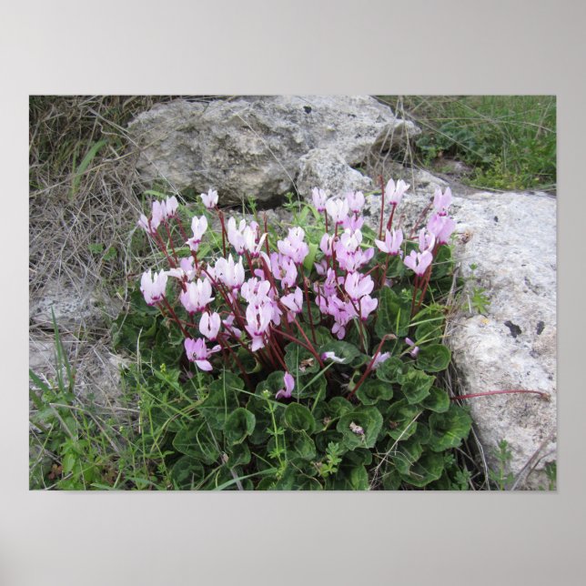 Poster Flores Silvestres (Frente)