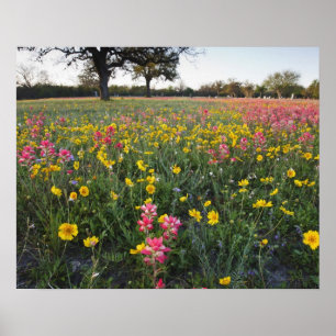 Poster Flores silvestres à beira da estrada no Texas, pri