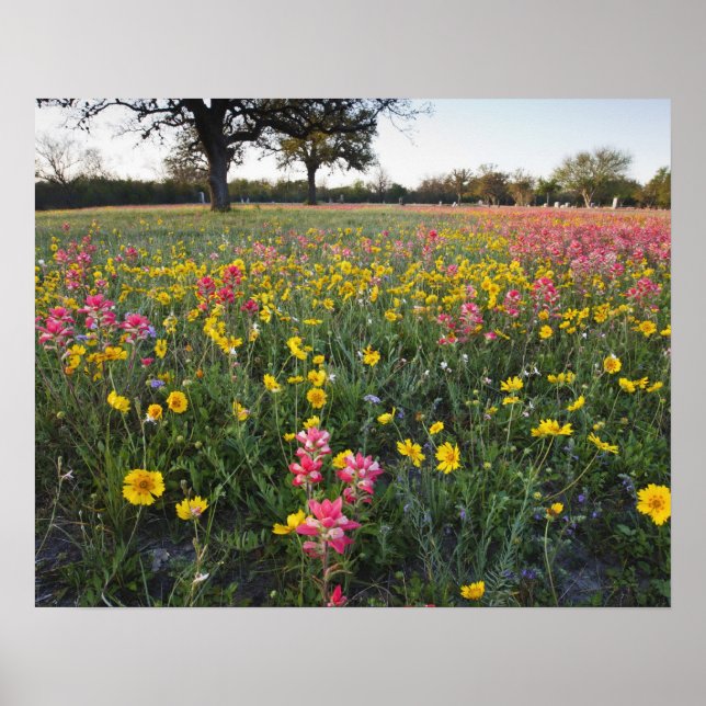 Poster Flores silvestres à beira da estrada no Texas, pri (Frente)