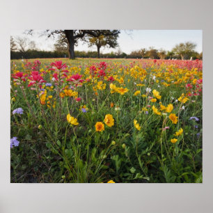 Pôster Flores silvestres à beira da estrada no Texas, pri
