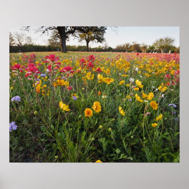 Pôster Flores silvestres à beira da estrada no Texas, pri (Frente)