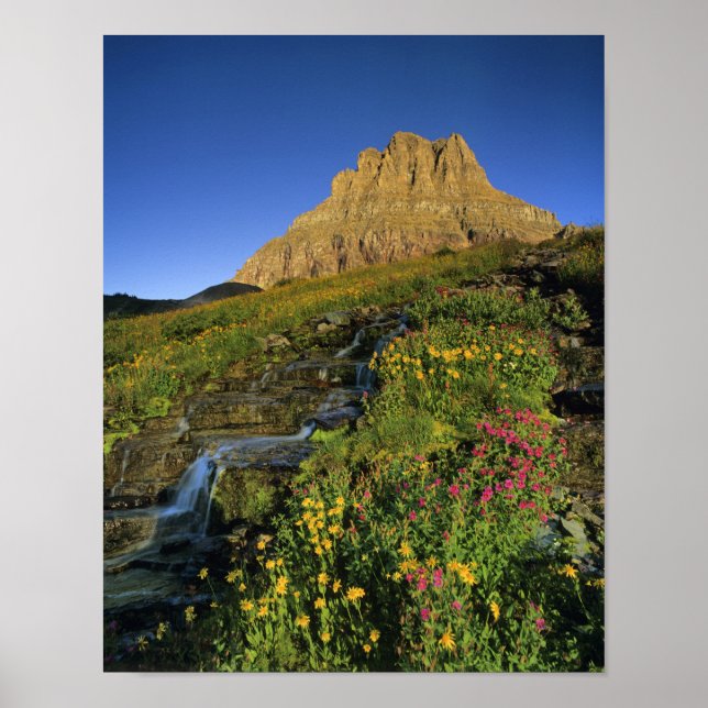 Poster Flores silvestres alpinas & Mt Clements em Logan P (Frente)