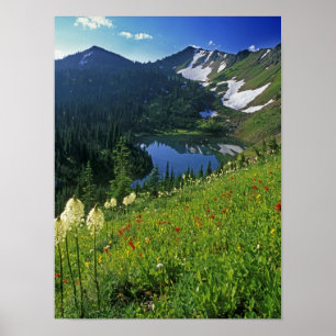 Poster Flores silvestres alpinas na Jewel Basin na