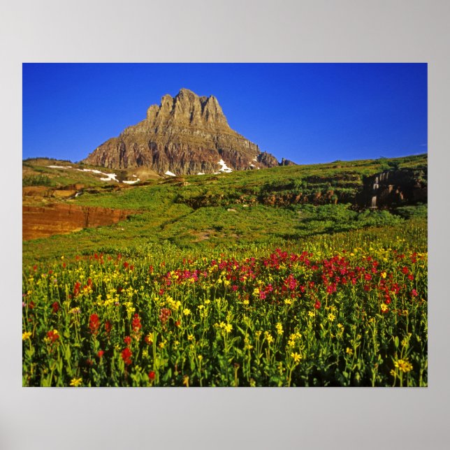 Pôster Flores silvestres alpinas no Logan Pass em Glacier (Frente)
