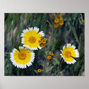 Pôster Flores silvestres Amarelo e Branco Girassóis