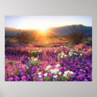 Flores silvestres ao pôr do sol | Deserto de Anza-