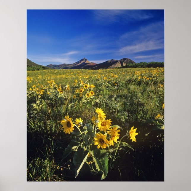 Poster Flores silvestres de balsomroot de folha de seta e (Frente)