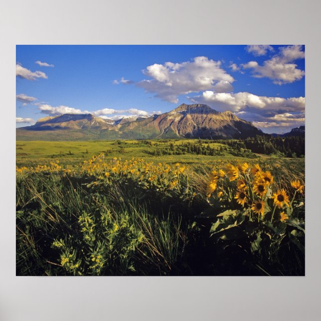 Poster Flores silvestres de balsomroot de folha de seta e (Frente)