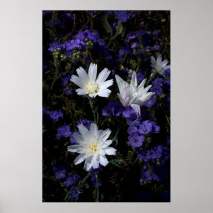 Pôster Flores Silvestres de Chicória e Phacelia
