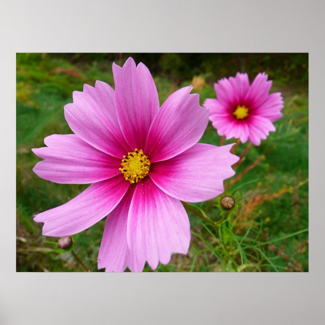 Poster Flores Silvestres de Cosmos Rosa (Frente)