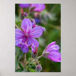 Pôster Flores silvestres de gerânio pegajoso