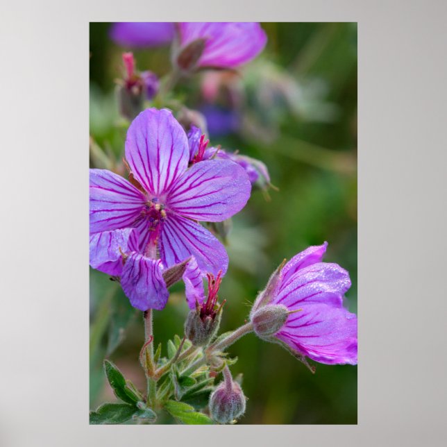 Poster Flores silvestres de gerânio pegajoso (Frente)