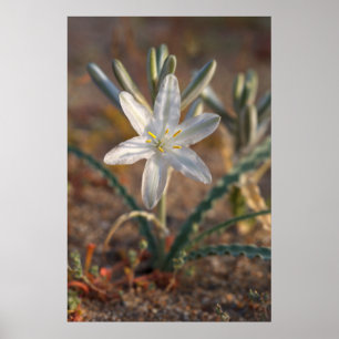Pôster Flores Silvestres de Lírio do Deserto