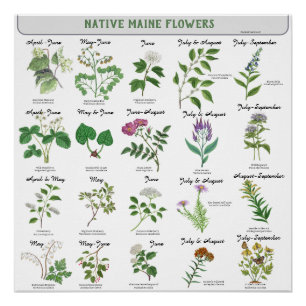 Pôster Flores Silvestres de Maine Florescem Mês Nome Lati