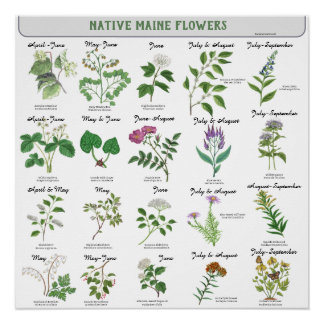 Pôster Flores Silvestres de Maine Florescem Mês Nome Lati