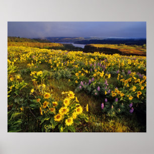 Poster Flores silvestres de primavera em abundância no To