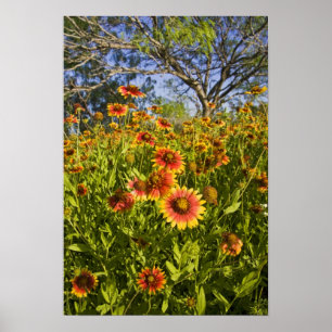 Pôster Flores silvestres Firewheels Gaillardia pulchella)