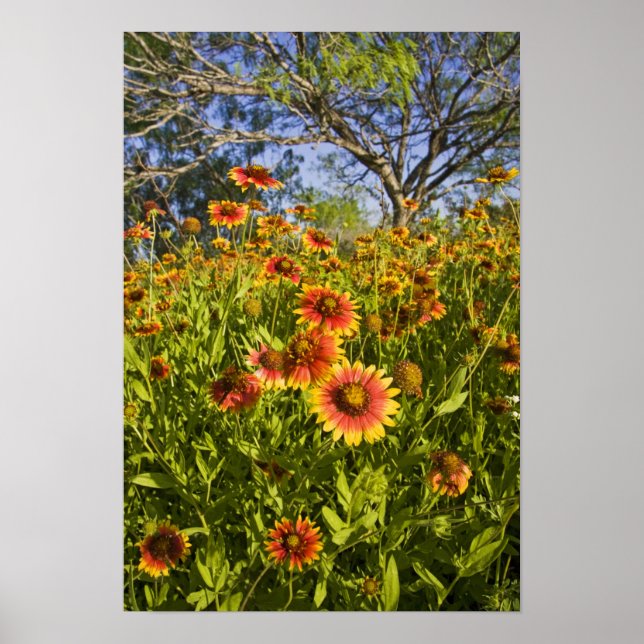 Pôster Flores silvestres Firewheels Gaillardia pulchella) (Frente)