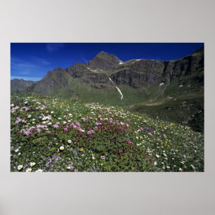 Pôster Flores silvestres, florescendo, Alpes, Suíça