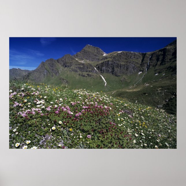 Pôster Flores silvestres, florescendo, Alpes, Suíça (Frente)