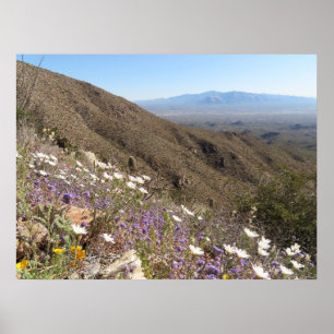 Poster Flores silvestres no Parque Nacional Saguaro I