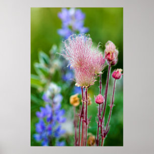 Pôster Flores Silvestres Prairie Smoke em Aspen Grove 2