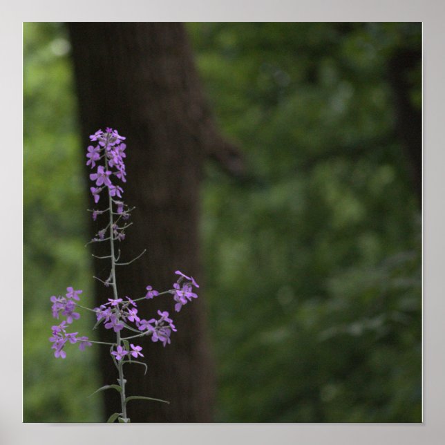 Poster Flores Silvestres Roxas (Frente)