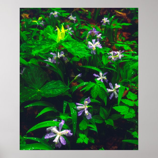 Pôster Flores Silvestres Trillium e Íris (Frente)