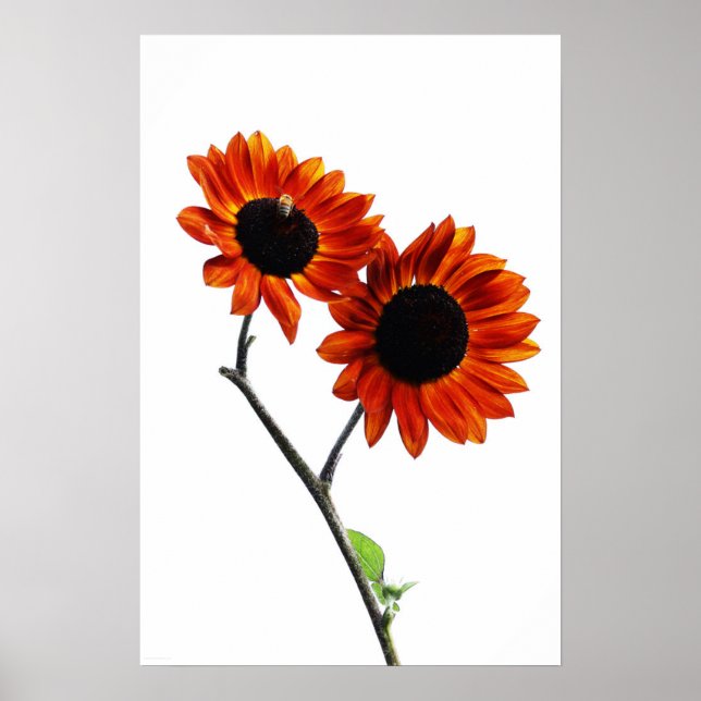 Poster Flores solares (Frente)