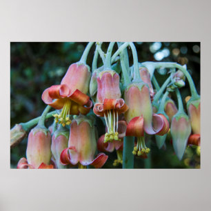 Pôster Flores suculentas de Echeveria