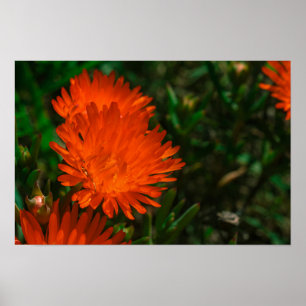 Poster Flores Suculentas de Laranja Verde da África do S