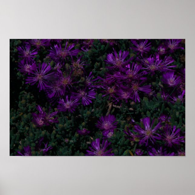 Poster Flores Suculentas de Roxo Verde da África do Sul (Frente)
