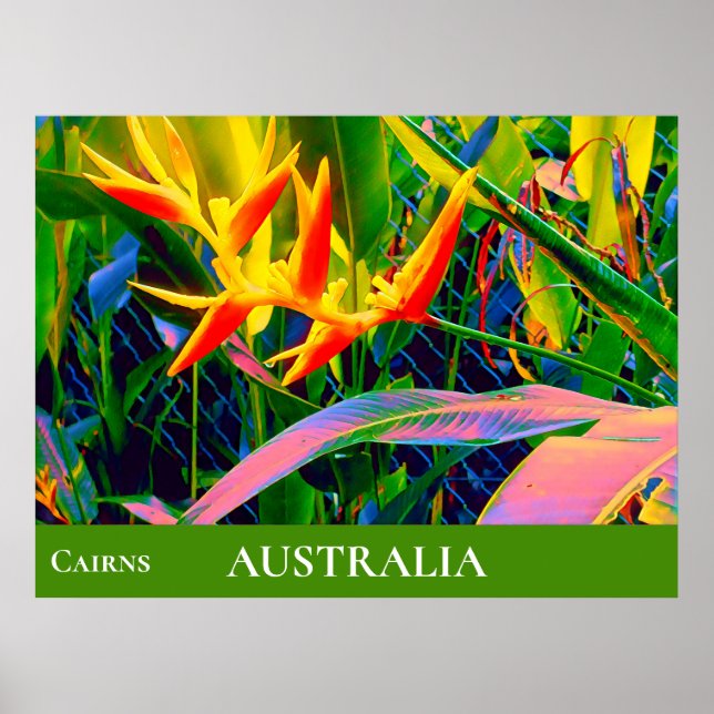 Poster Flores tropicais heliconia Queensland Austrália (Frente)