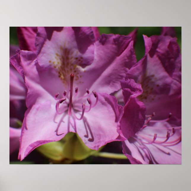 Poster Flores Tropicais Rosa (Frente)