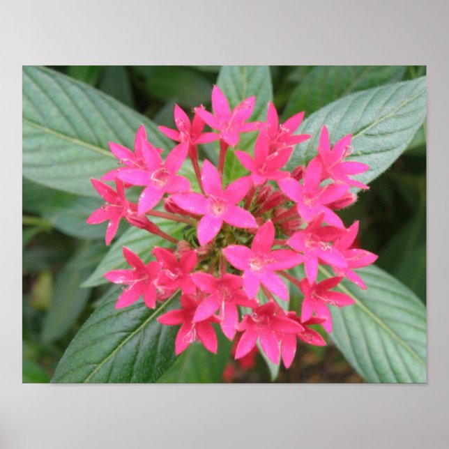 Pôster Flores Tropicais Rosa Brilhante (Frente)