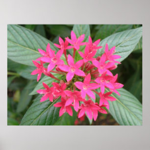 Pôster Flores Tropicais Rosa Brilhantes