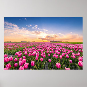 Poster Flores   Tulips South Holland, Países Baixos
