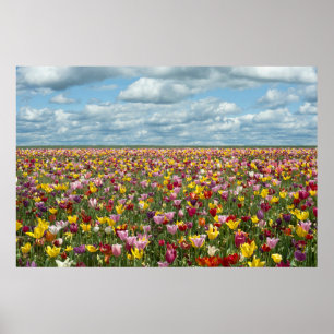 Poster Flores   Tulips Willamette Valley Oregon